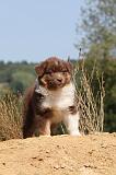 BERGER AUSTRALIEN PUPPIES 072